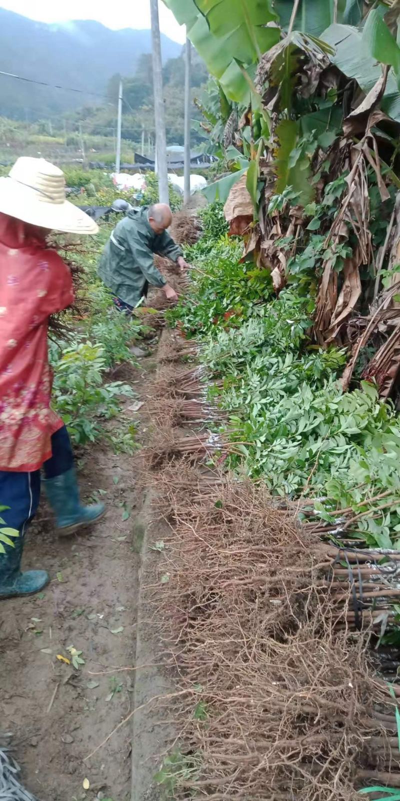 石硖，柱良，四季龙眼苗，包技术不卖假苗来电咨询价格优惠