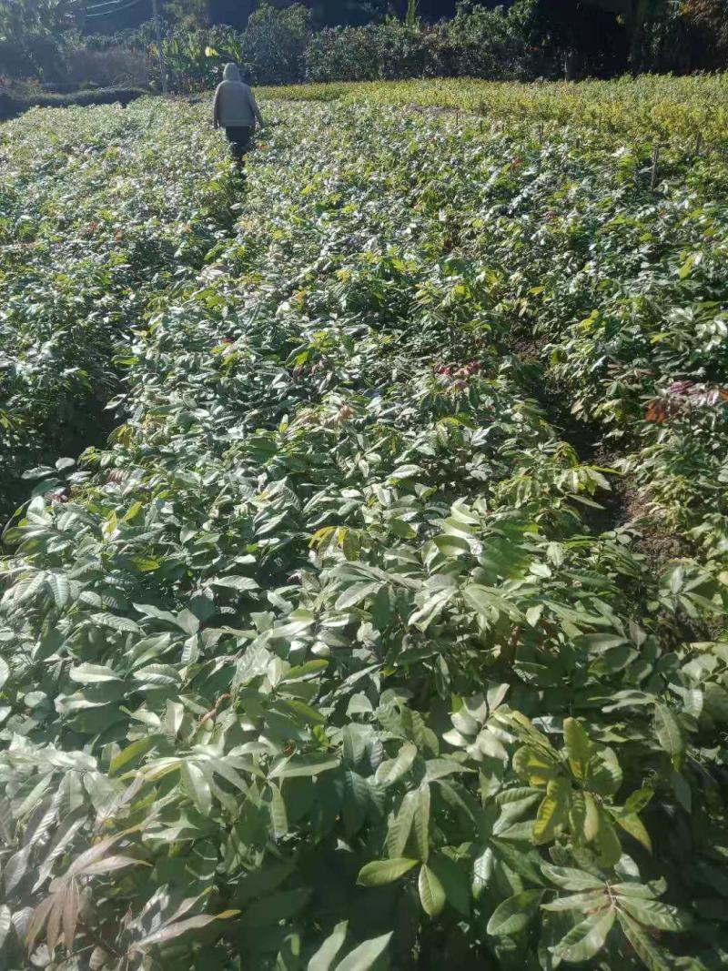 石硖，柱良，四季龙眼苗，包技术不卖假苗来电咨询价格优惠