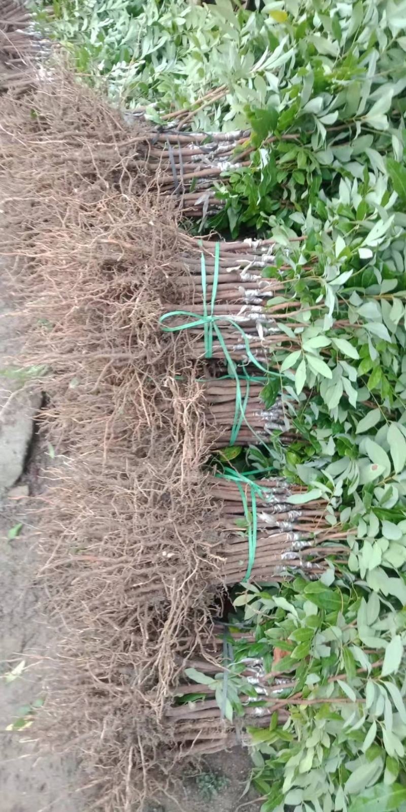 石硖，柱良，四季龙眼苗，包技术不卖假苗来电咨询价格优惠