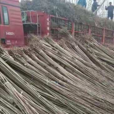 杨树苗，无絮杨，产地直销，保证规格质量，大量供应