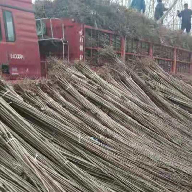 杨树苗，无絮杨，产地直销，保证规格质量，大量供应