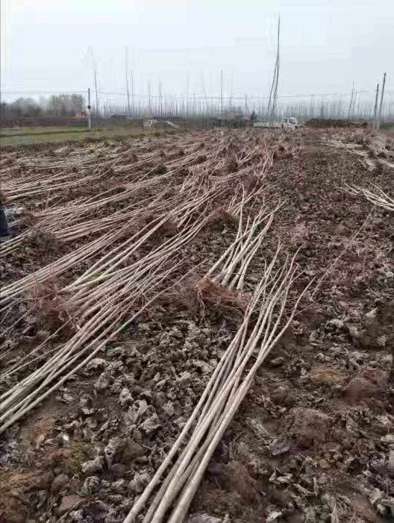 杨树苗，无絮杨，产地直销，保证规格质量，大量供应