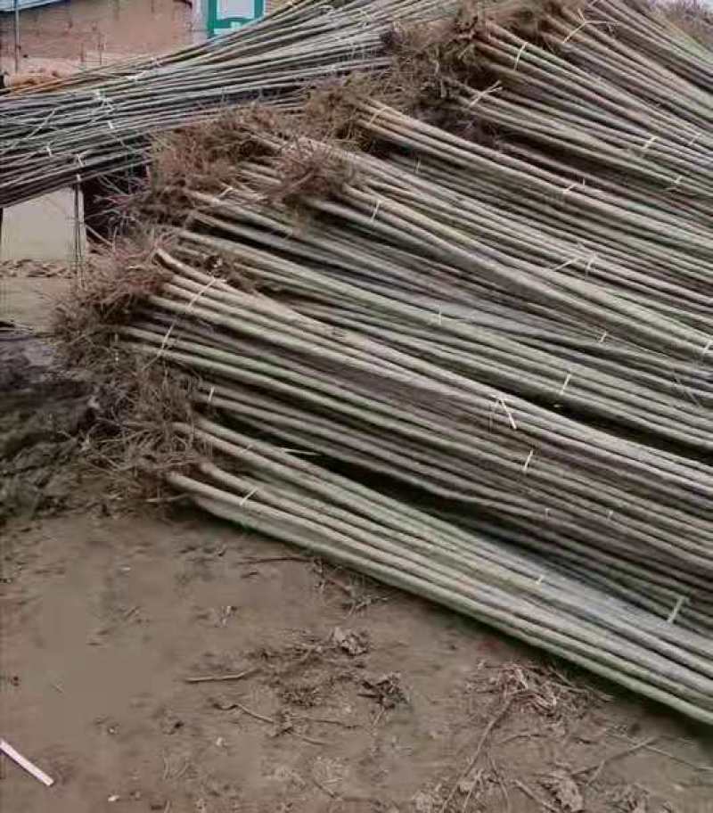 杨树苗，无絮杨，产地直销，保证规格质量，大量供应