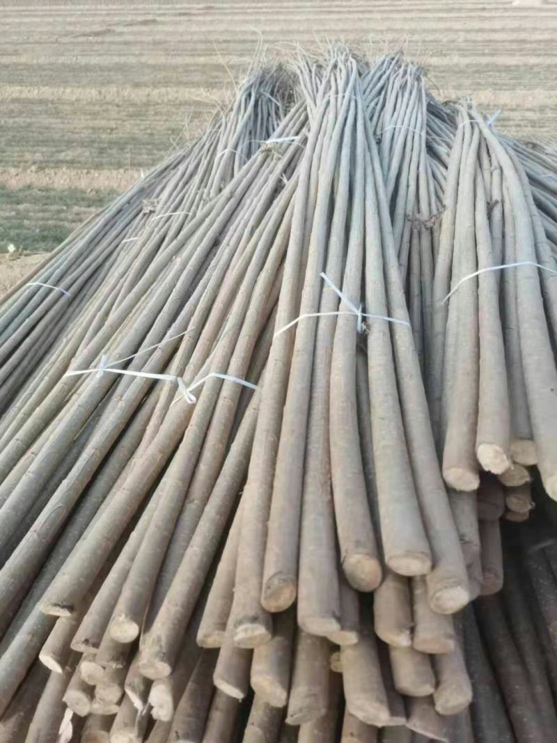 杨树苗，无絮杨，产地直销，保证规格质量，大量供应