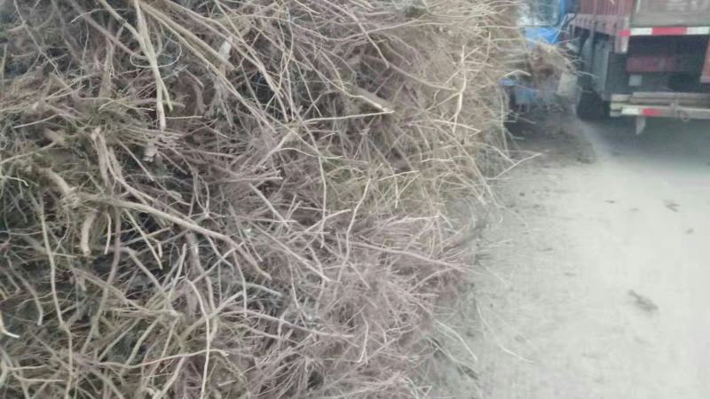 杨树苗，无絮杨，产地直销，保证规格质量，大量供应