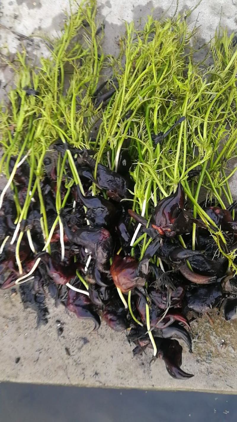 脱皮菱角大量供应新鲜青菱角，菱角米，1万亩菱角基地