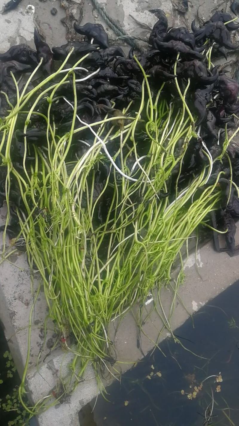 脱皮菱角大量供应新鲜青菱角，菱角米，1万亩菱角基地