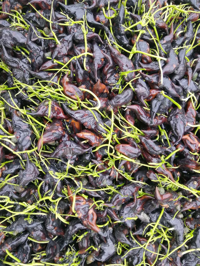 脱皮菱角大量供应新鲜青菱角，菱角米，1万亩菱角基地