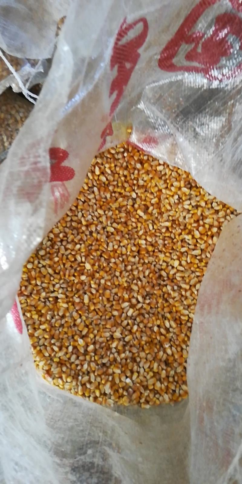 玉米，袋装，颗粒饱满圆润，色泽新鲜，新到一批货