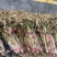 长白大葱，干葱，杆长叶干，质优价廉，大量有货
