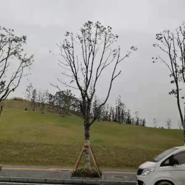 原生全冠香樟绿化行道树