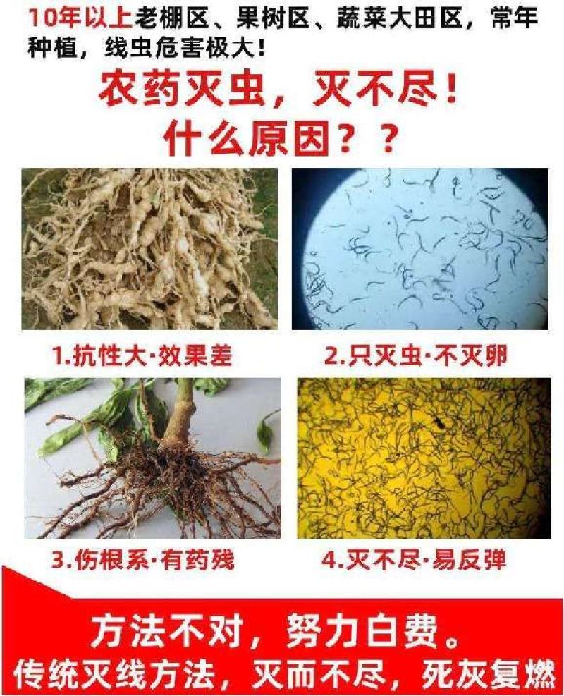 淡紫拟青霉，专治根结线虫，孢囊线虫，茎线虫，活性菌50亿