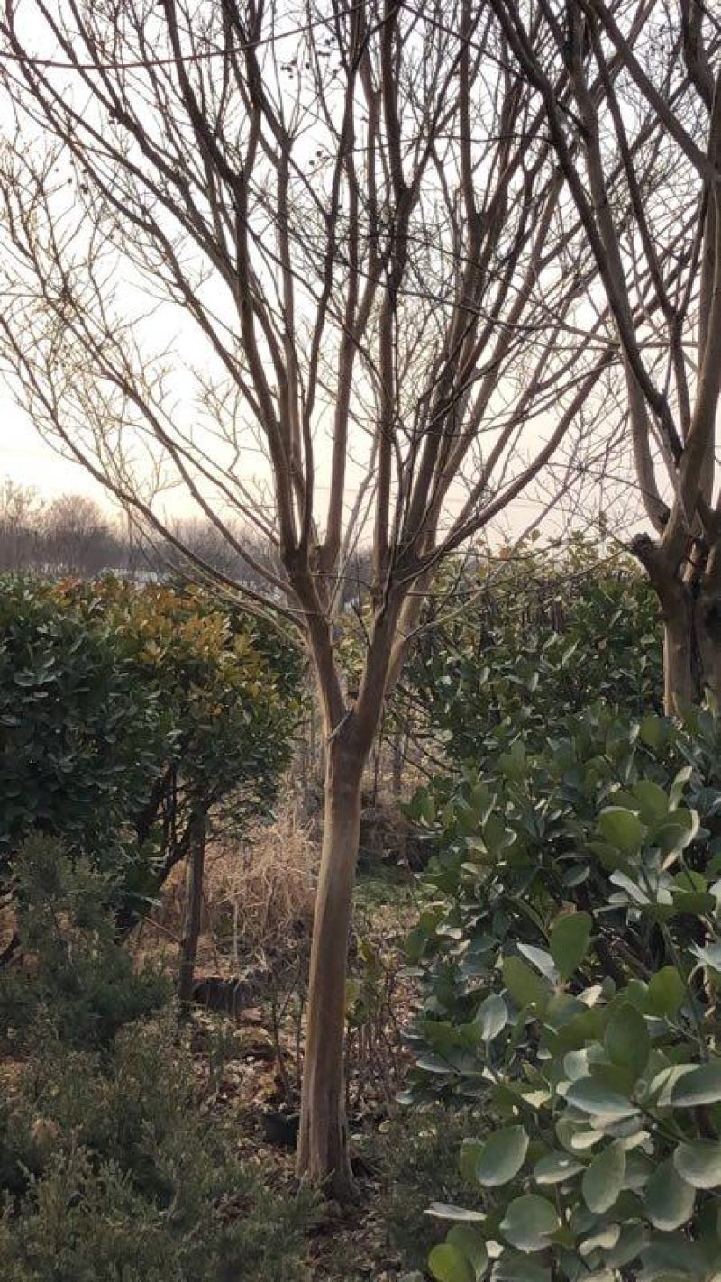 【优质】各品种紫薇2—18公分，沭阳直发，提供技术指导