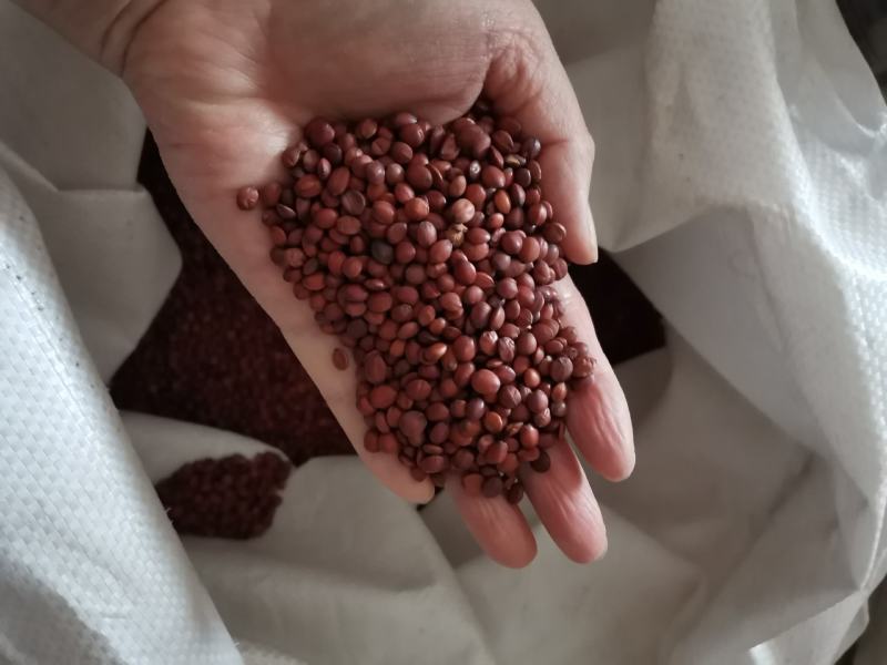 酸枣仁种子，酸枣种子，质量有保障自产自销