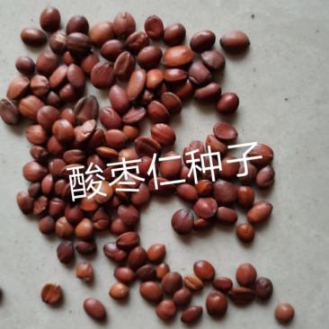 酸枣仁种子，酸枣种子，质量有保障自产自销