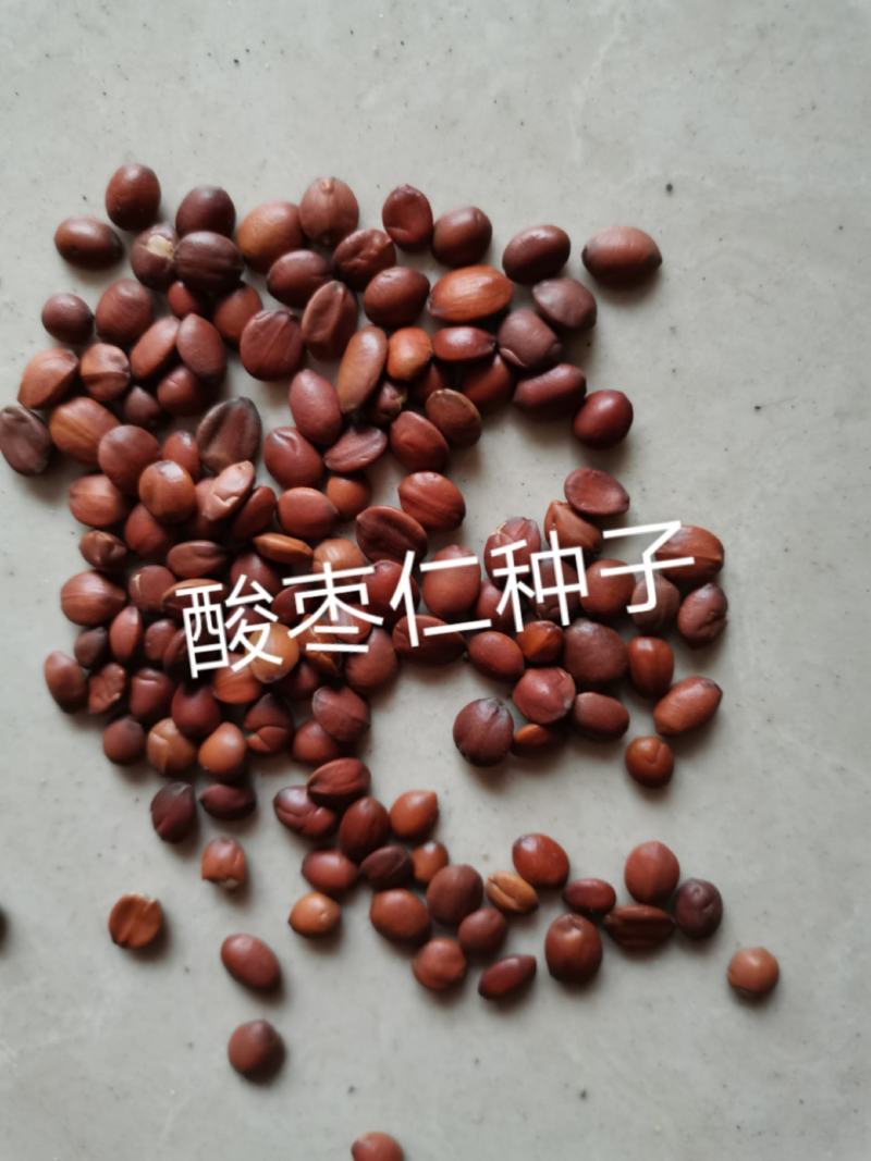 酸枣仁种子，酸枣种子，质量有保障自产自销