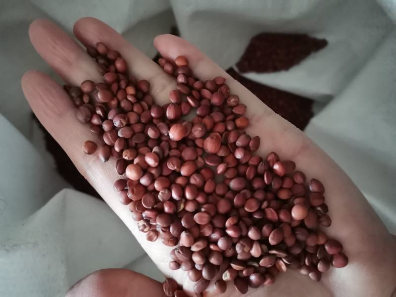 酸枣仁种子，酸枣种子，质量有保障自产自销