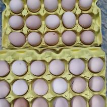 粉八鸡蛋，批发零售，支持全国发货