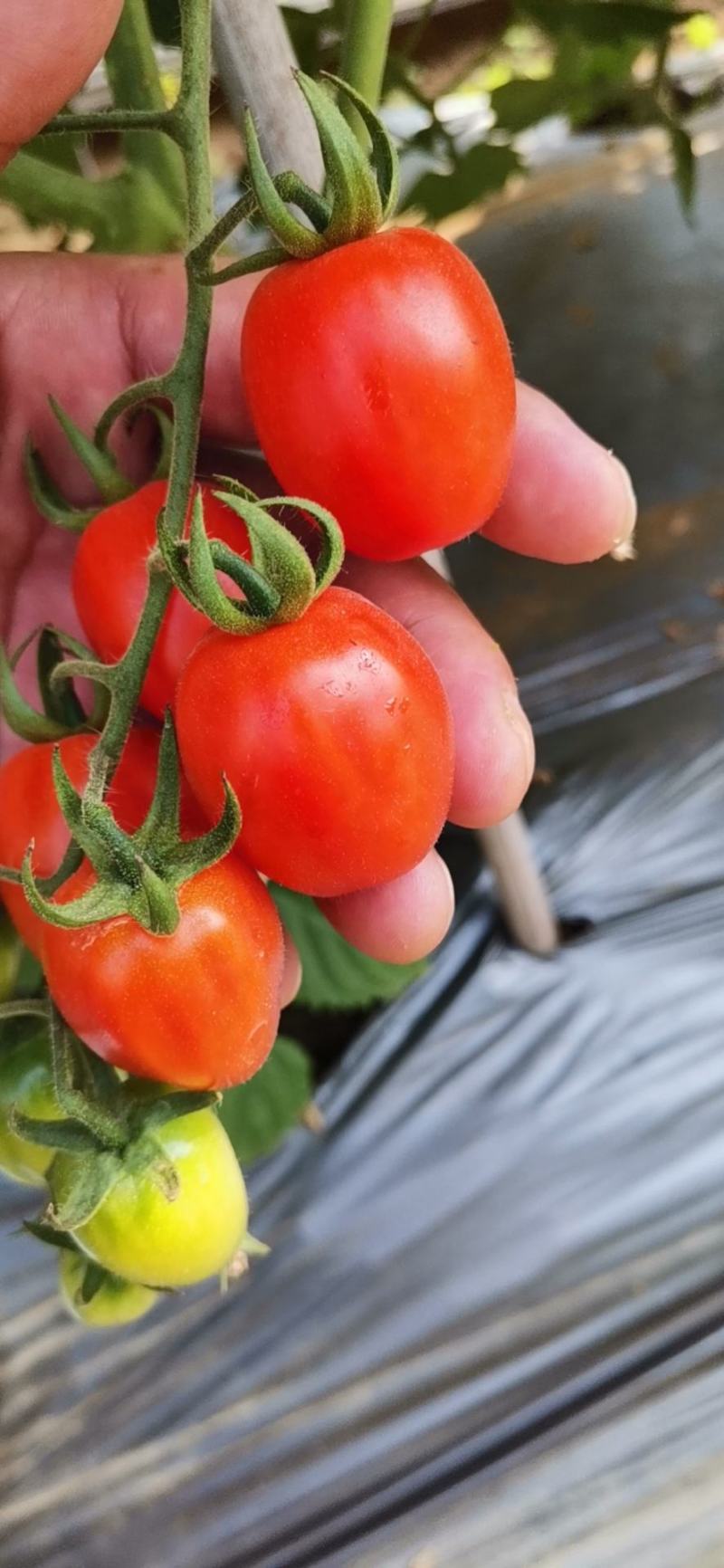 千禧圣女果现摘现发量大从优