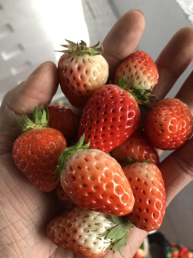 奶油草莓大量新鲜小果