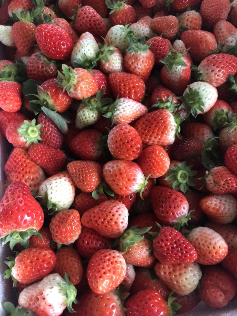奶油草莓大量新鲜小果