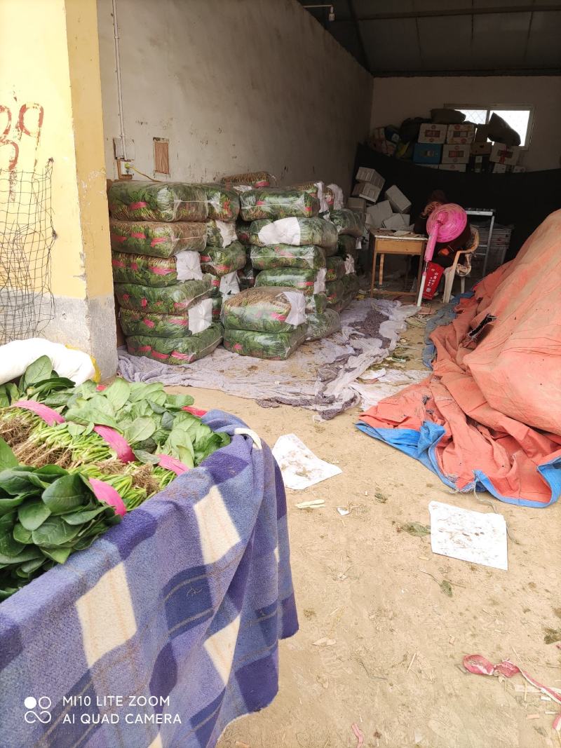 精品菠菜大量上市，欢迎全国各地新老客户前来收购