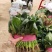 精品菠菜大量上市，欢迎全国各地新老客户前来收购
