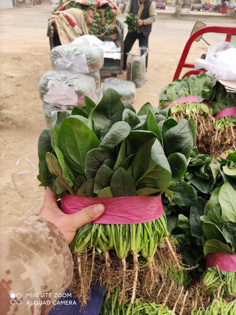 精品菠菜大量上市，欢迎全国各地新老客户前来收购