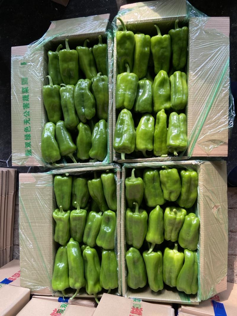 精品太空椒现已经大量上市。阮双蔬菜合作社，精品甜椒。