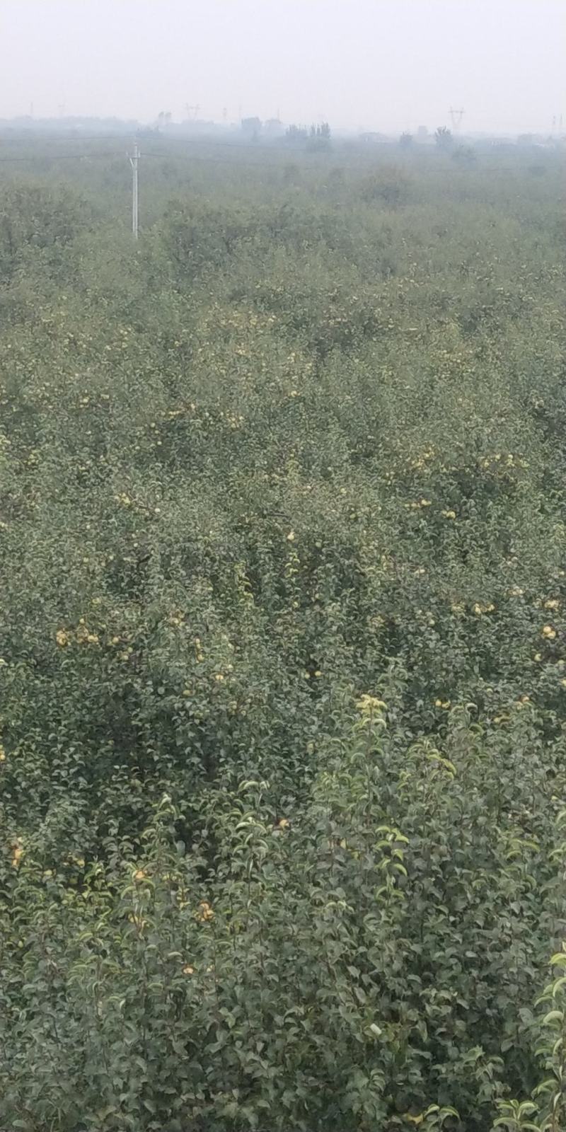 宁陵金顶谢花酥梨，皮薄多汁甜度高无渣，一件包邮，坏果包赔