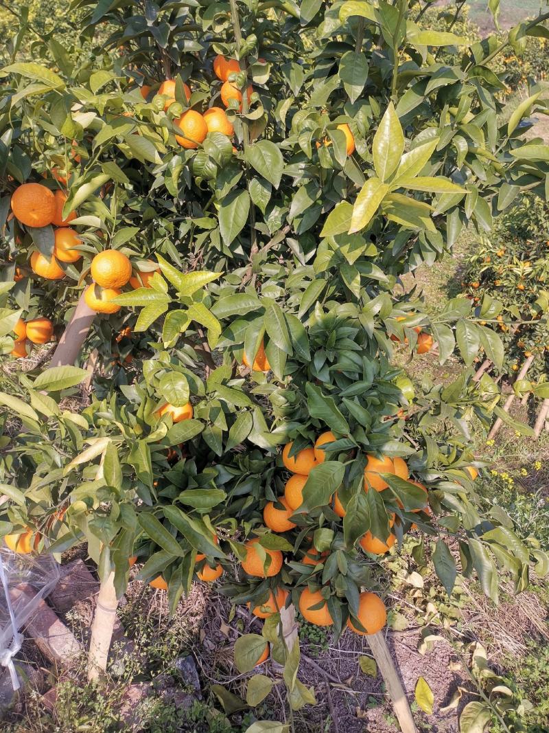 沃柑，口感甜，果面巴适，味道甜，水份充足