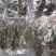 大连海参纯淡干即食大量长年供应年货送礼复购率高。