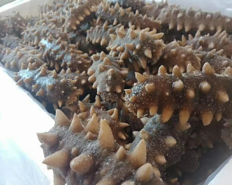 大连海参纯淡干即食大量长年供应年货送礼复购率高。