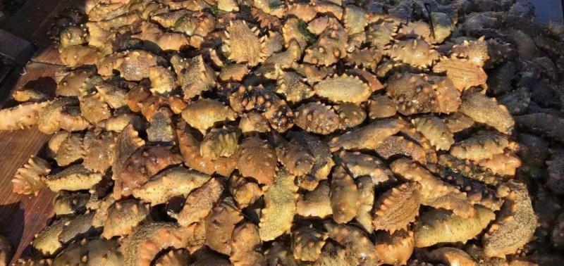 大连海参纯淡干即食大量长年供应年货送礼复购率高。