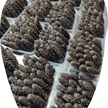 大连海参纯淡干即食大量长年供应年货送礼复购率高。