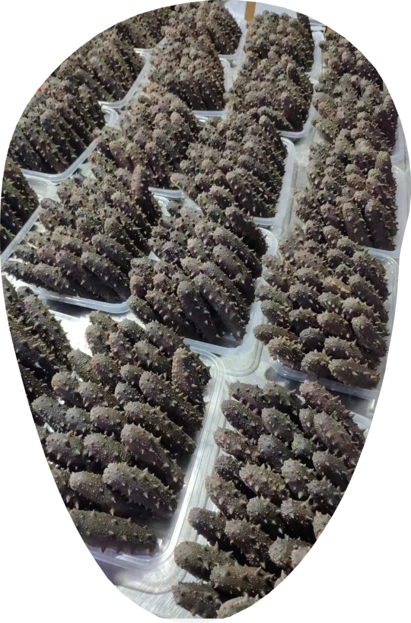 大连海参纯淡干即食大量长年供应年货送礼复购率高。