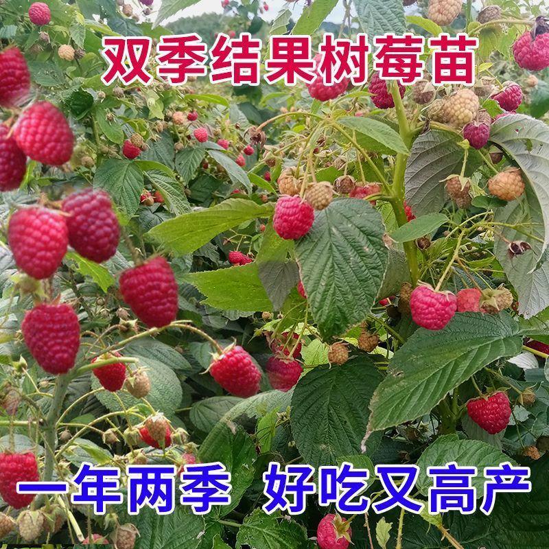 双季树莓苗阳台果树覆盆子苗红树莓南方北方种植盆栽地栽当年