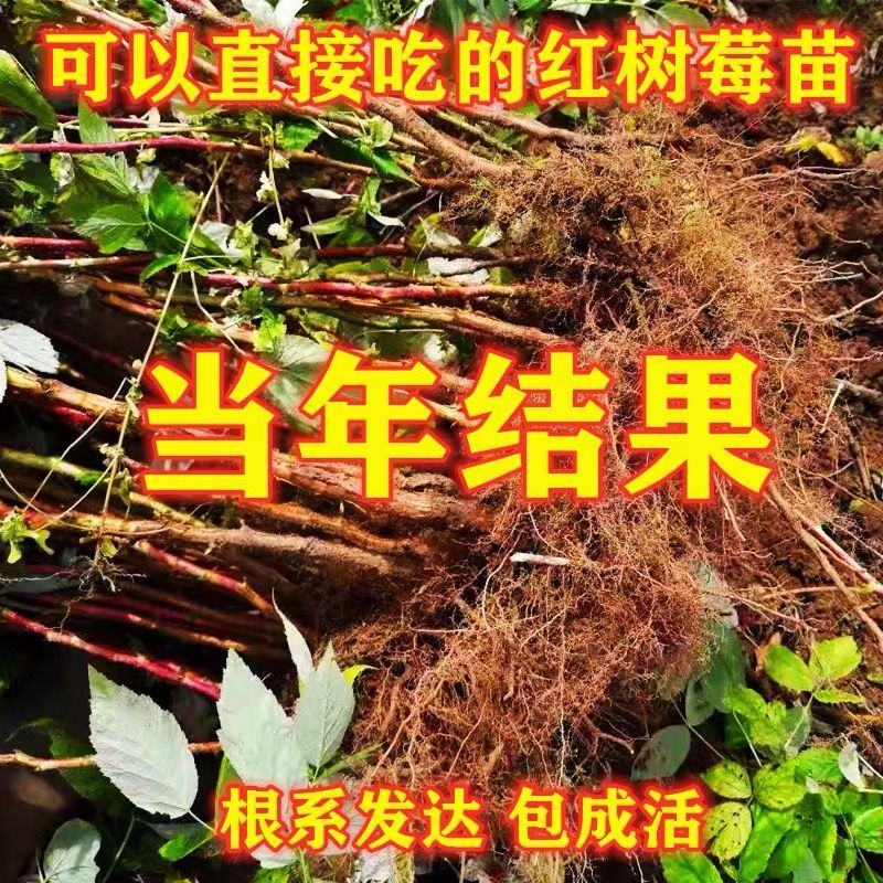 双季树莓苗阳台果树覆盆子苗红树莓南方北方种植盆栽地栽当年