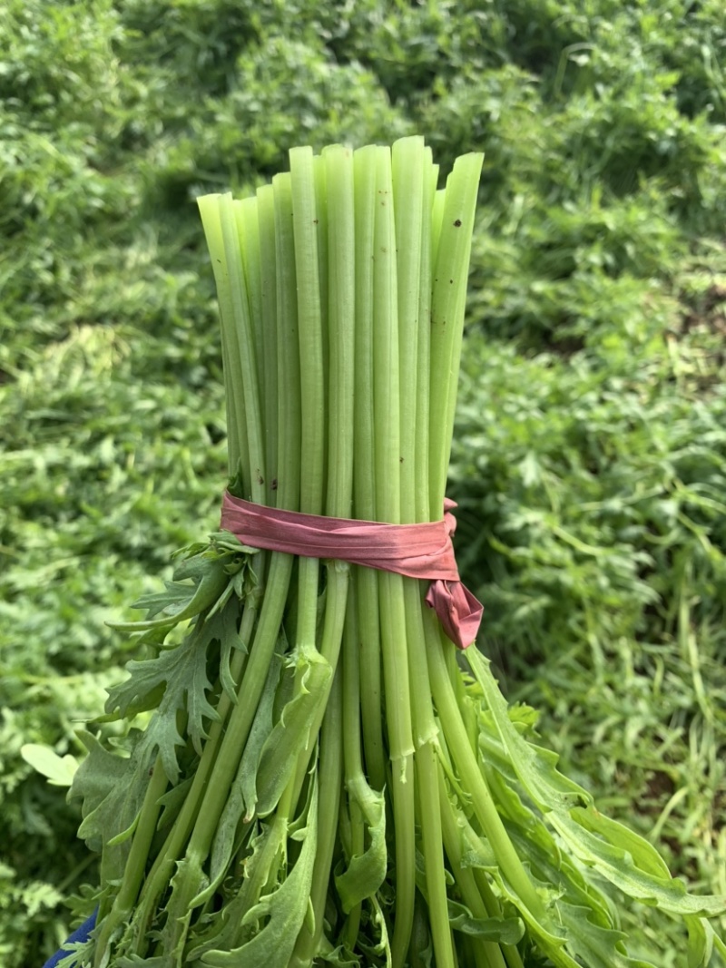 茼蒿产地直发，价钱便宜，品质保证，量大从优，