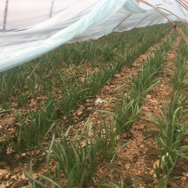 自己种植韭菜开始预售了