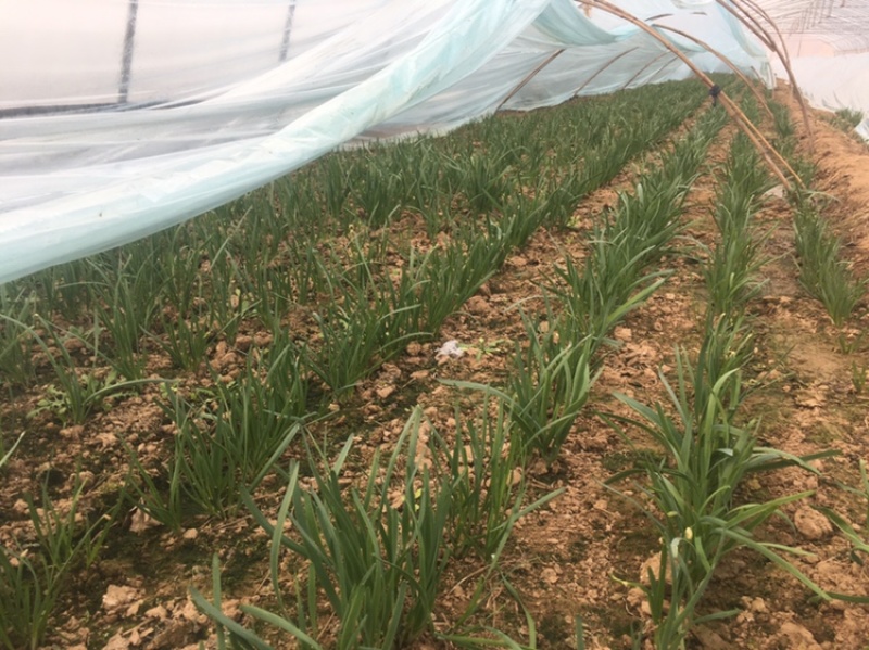 自己种植韭菜开始预售了