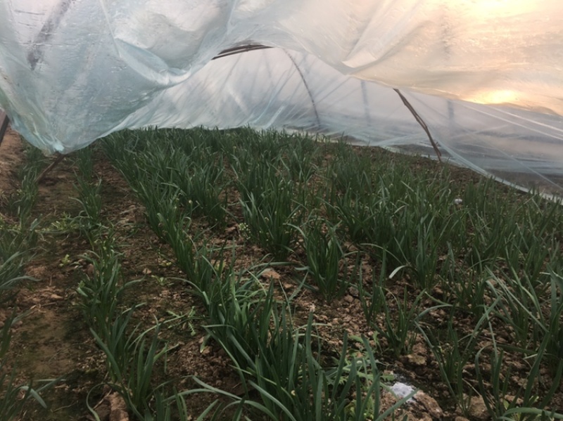 自己种植韭菜开始预售了
