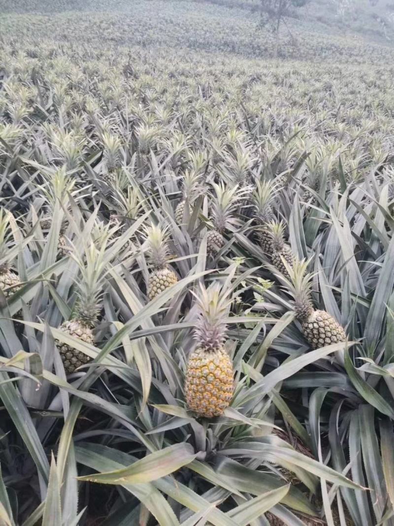 云南河口香水菠萝产地直销大量上市推广，全国招商