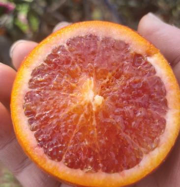 重庆长寿湖血橙塔罗科玫瑰血橙无籽化渣大量有货上市