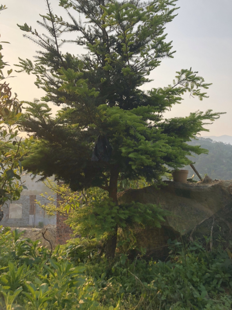 云南油杉苗木种植基地直发