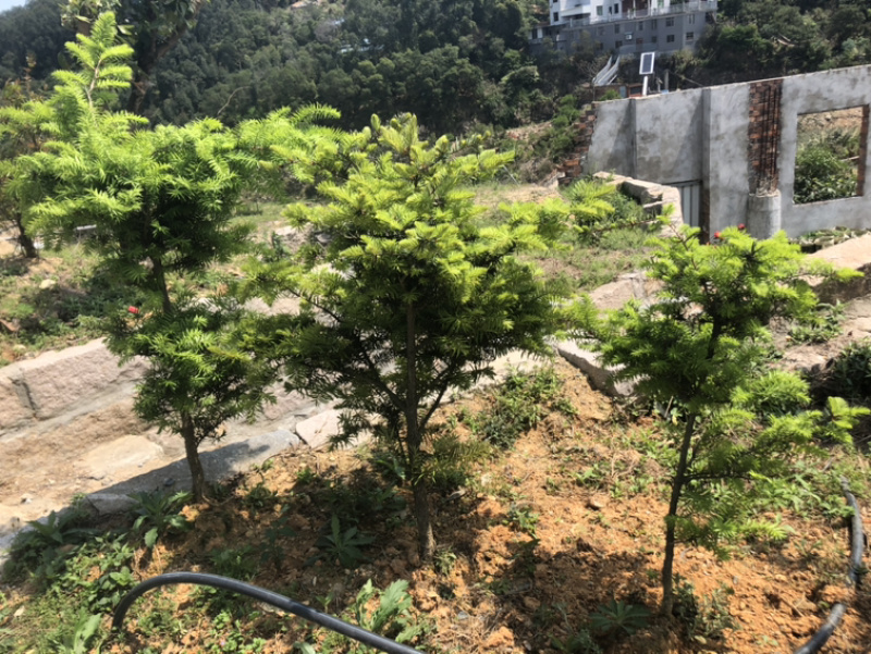 云南油杉苗木种植基地直发