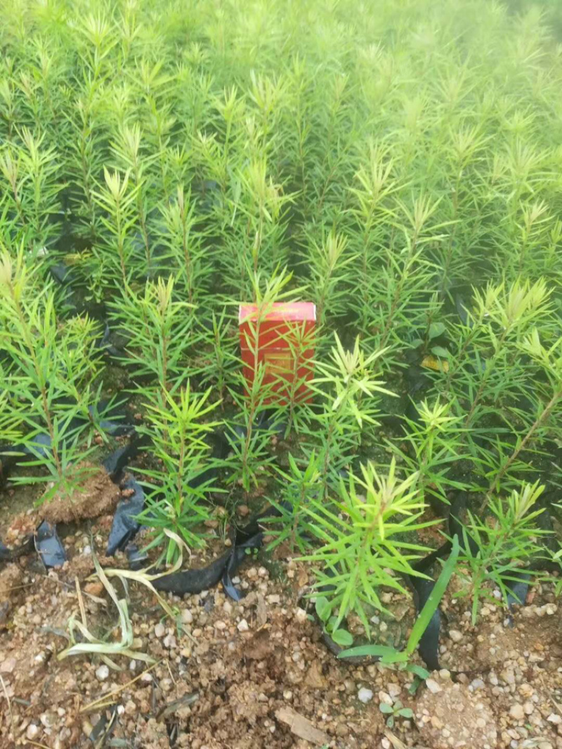 云南油杉苗木种植基地直发
