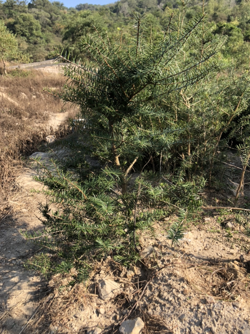 云南油杉苗木种植基地直发