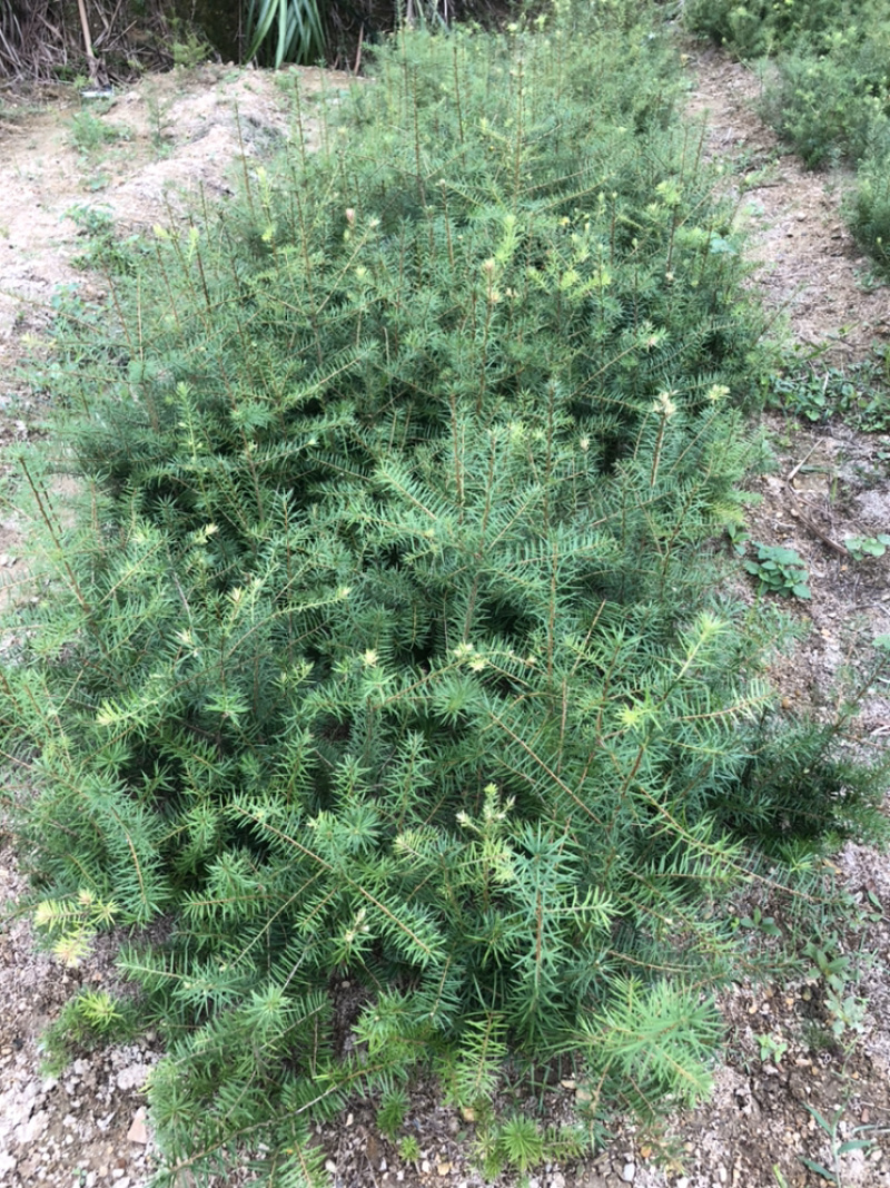云南油杉苗木种植基地直发