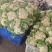 【精品】花菜〔青梗白面〕大量上市商超品质供应全国